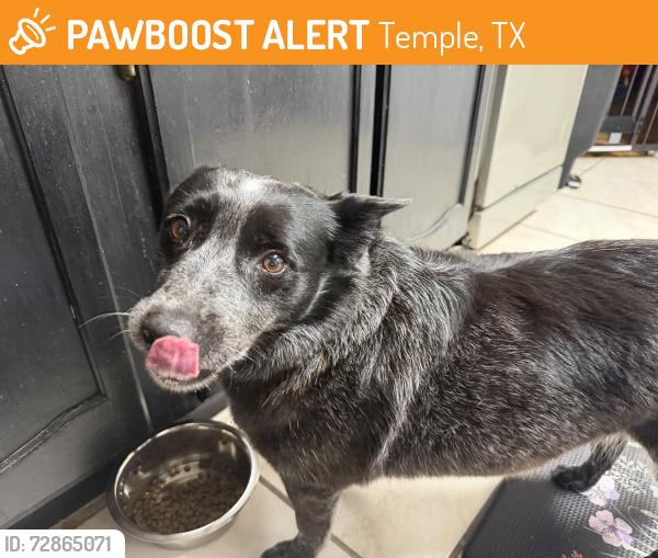Found/Stray Female Dog last seen Box canyon , Temple, TX 76502