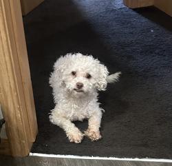 Found/Stray Male Dog last seen Silverspring Courts apmts , Milwaukee, WI 53218