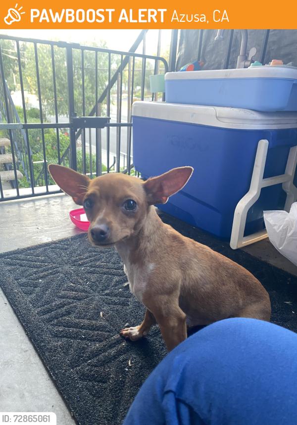 Found/Stray Female Dog last seen Near N Rockvale Ave , Azusa, CA 91702