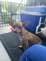 Found/Stray Female Dog last seen Near N Rockvale Ave , Azusa, CA 91702