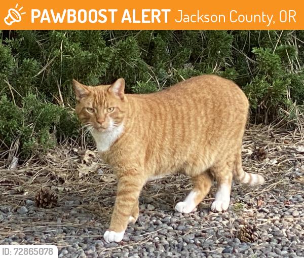 Found/Stray Male Cat last seen Coleman creek rd & Pioneer rd, Jackson County, OR 97501