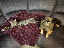 Lost Male Cat last seen Station Ct & Arroyo near Rock Creek Trail  Bridge, Briar Creek , Hillsboro, OR 97006