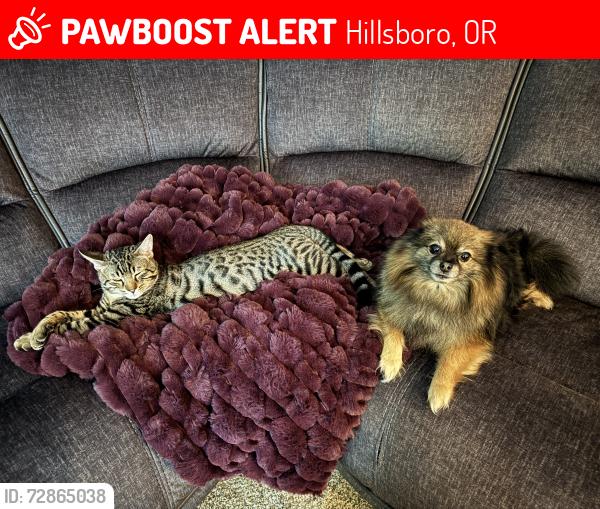 Lost Male Cat last seen Station Ct & Arroyo near Rock Creek Trail  Bridge, Briar Creek , Hillsboro, OR 97006