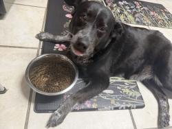 Found/Stray Female Dog last seen Box canyon , Temple, TX 76502