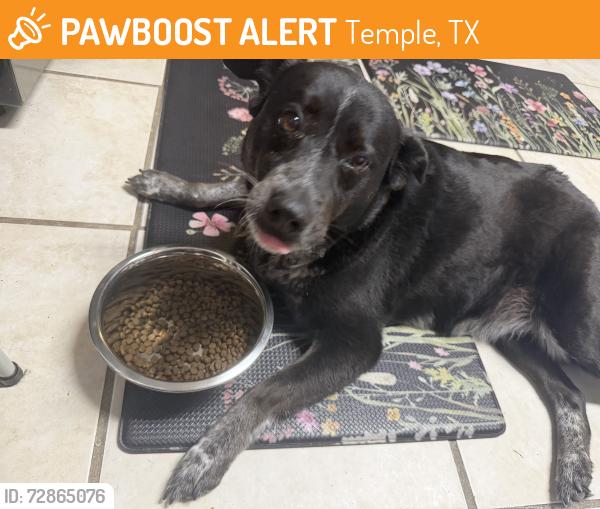 Found/Stray Female Dog last seen Box canyon , Temple, TX 76502