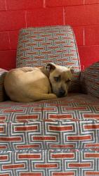 Found/Stray Male Dog last seen Shady Grove Fire Dept. , Spartanburg, SC 29303