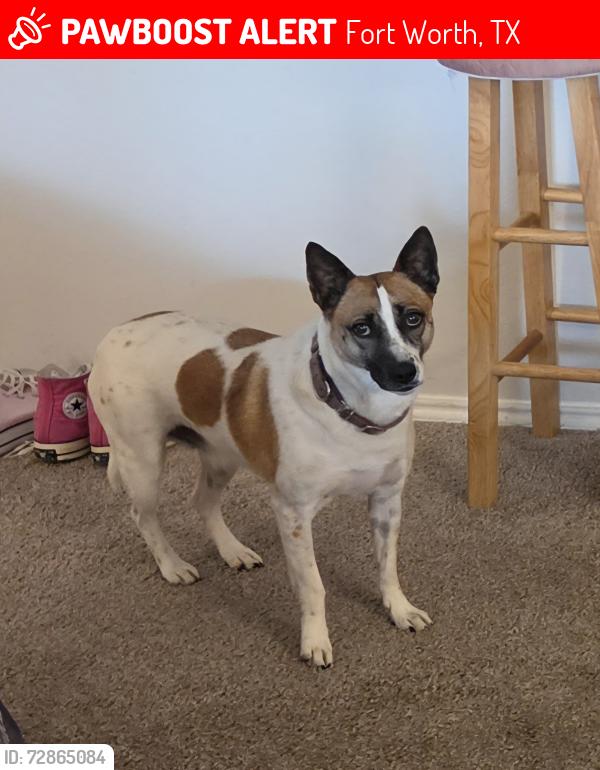 Lost Female Dog last seen Hulen Street, Fort Worth, TX 76109