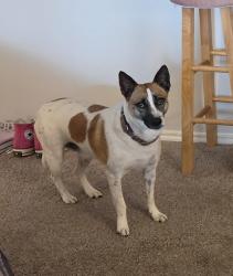 Lost Female Dog last seen Hulen Street, Fort Worth, TX 76109