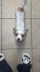 Found/Stray Female Dog last seen Seminar , Houston, TX 77060