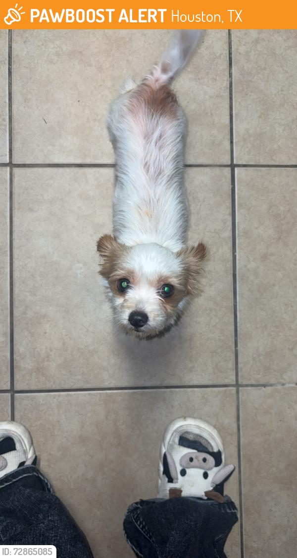 Found/Stray Female Dog last seen Seminar , Houston, TX 77060