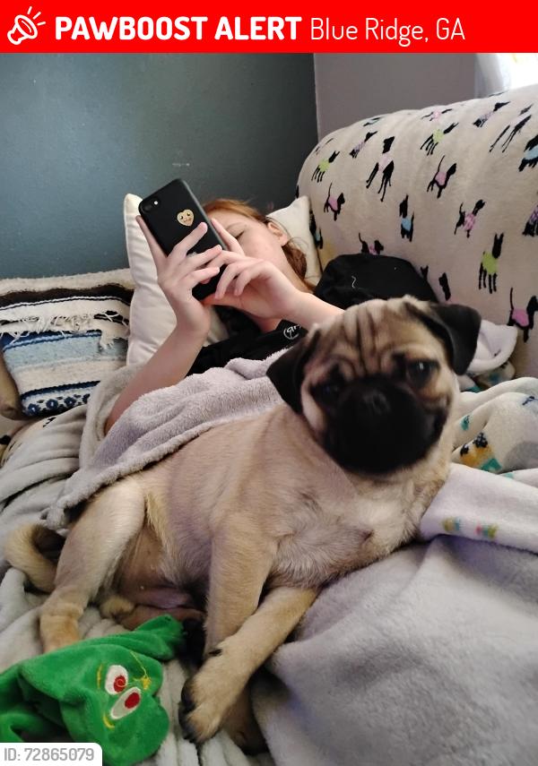 Lost Male Dog last seen Brookwood apmts, Blue Ridge, GA 30513