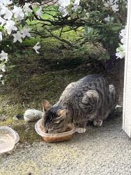 Found/Stray Male Cat last seen 3rd Ave NE and 113th NE, Seattle, WA 98125