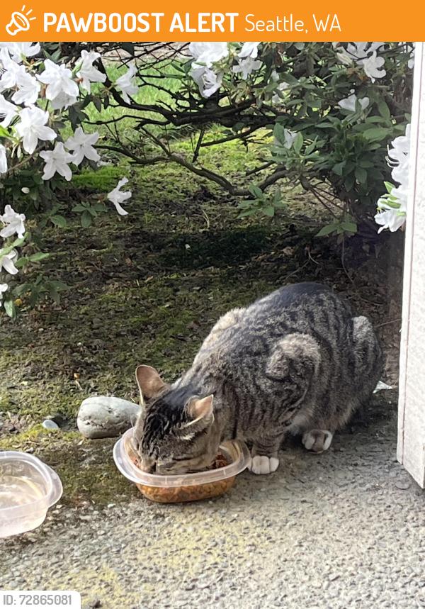 Found/Stray Male Cat last seen 3rd Ave NE and 113th NE, Seattle, WA 98125
