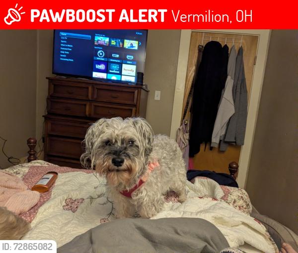 Lost Female Dog last seen Mill hollow , Vermilion, OH 44089
