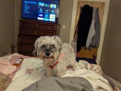 Lost Female Dog last seen Mill hollow , Vermilion, OH 44089