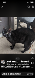 Found/Stray Male Cat last seen Hwy 40 and Lees Summit Rd , Independence, MO 64050