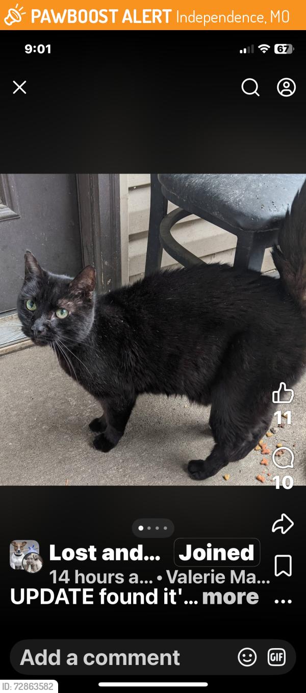 Found/Stray Male Cat last seen Hwy 40 and Lees Summit Rd , Independence, MO 64050