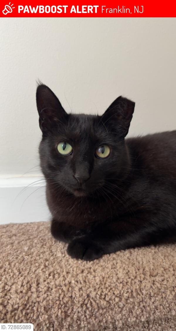 Lost Male Cat last seen Grant Avenue / Stanton, Franklin, NJ 08094