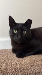 Lost Male Cat last seen Grant Avenue / Stanton, Franklin, NJ 08094