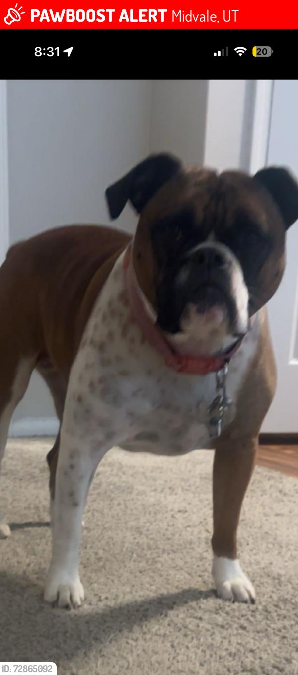 Lost Female Dog last seen fashion place , Midvale, UT 84047