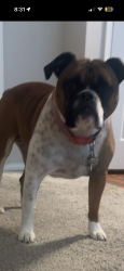 Lost Female Dog last seen fashion place , Midvale, UT 84047