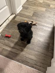 Lost Male Dog last seen Jefferson rd , Temecula, CA 92590