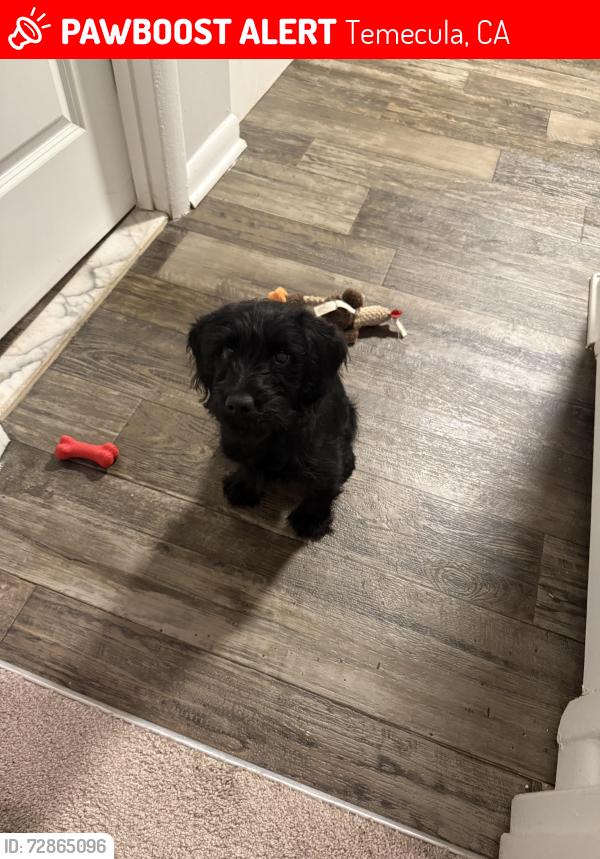 Lost Male Dog last seen Jefferson rd , Temecula, CA 92590