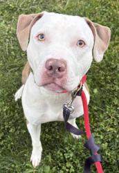 Shelter Stray Male Dog last seen Near bartett Ave, 21218, MD, Baltimore, MD 21230