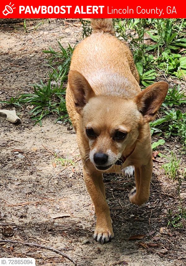 Lost Male Dog last seen Lincoln county, Lincoln County, GA 30817