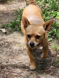 Lost Male Dog last seen Lincoln county, Lincoln County, GA 30817
