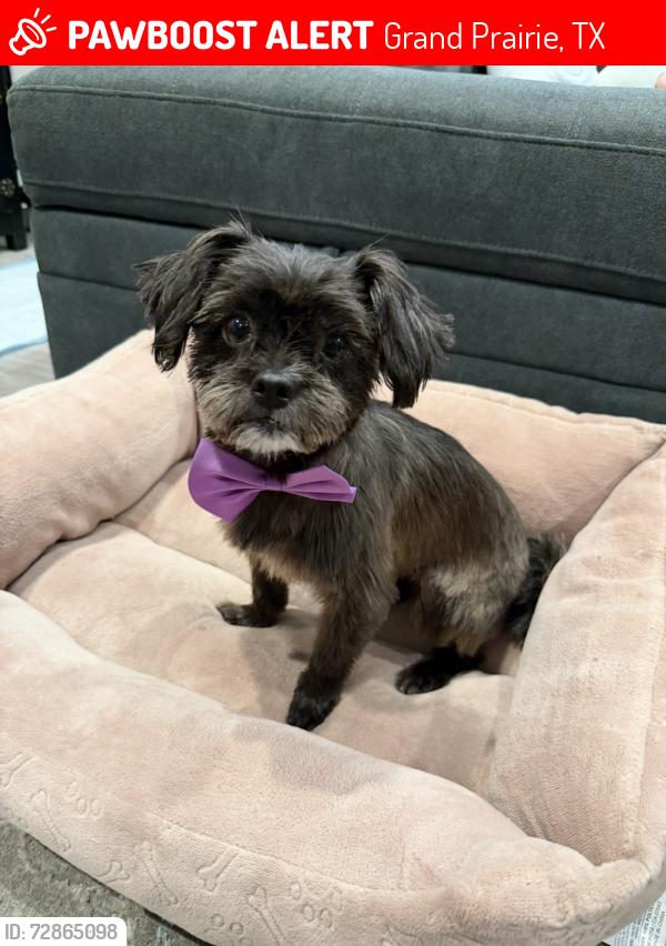 Lost Female Dog last seen Camp Wisdom and Matthew , Grand Prairie, TX 75052