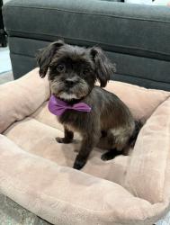 Lost Female Dog last seen Camp Wisdom and Matthew , Grand Prairie, TX 75052