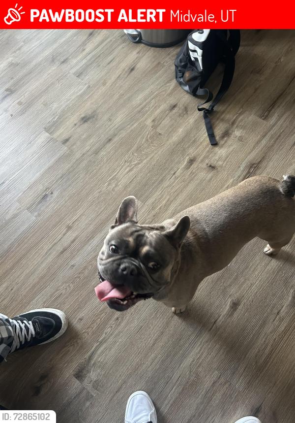 Lost Male Dog last seen fashion place , Midvale, UT 84047