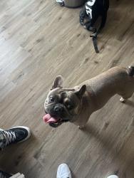 Lost Male Dog last seen fashion place , Midvale, UT 84047
