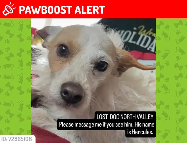 Lost Male Dog last seen 4th & Osuna, Los Ranchos de Albuquerque, NM 87107