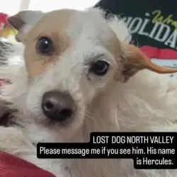Lost Male Dog last seen 4th & Osuna, Los Ranchos de Albuquerque, NM 87107