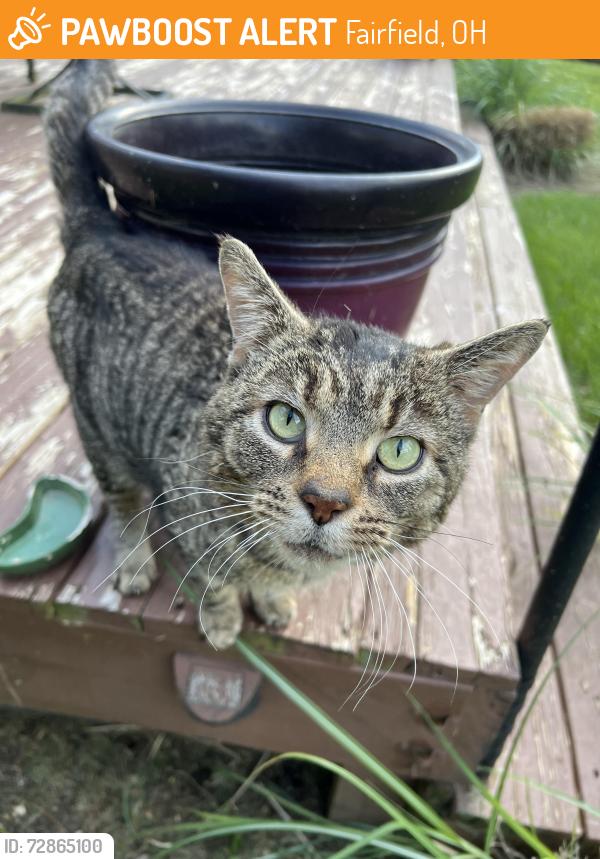 Found/Stray Male Cat last seen River road, Fairfield, OH 45014