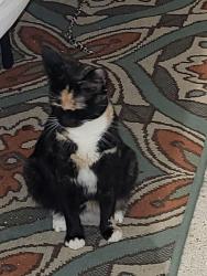 Lost Female Cat last seen Shire mobil  park, Palm Bay, FL 32905