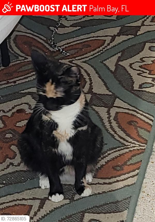 Lost Female Cat last seen Shire mobil  park, Palm Bay, FL 32905