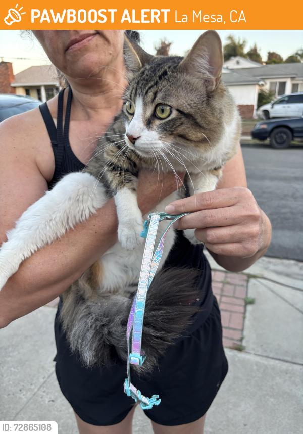 Found/Stray Unknown Cat last seen Amarillo / Denton, La Mesa, CA 91942