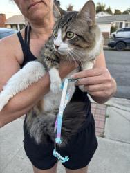 Found/Stray Unknown Cat last seen Amarillo / Denton, La Mesa, CA 91942
