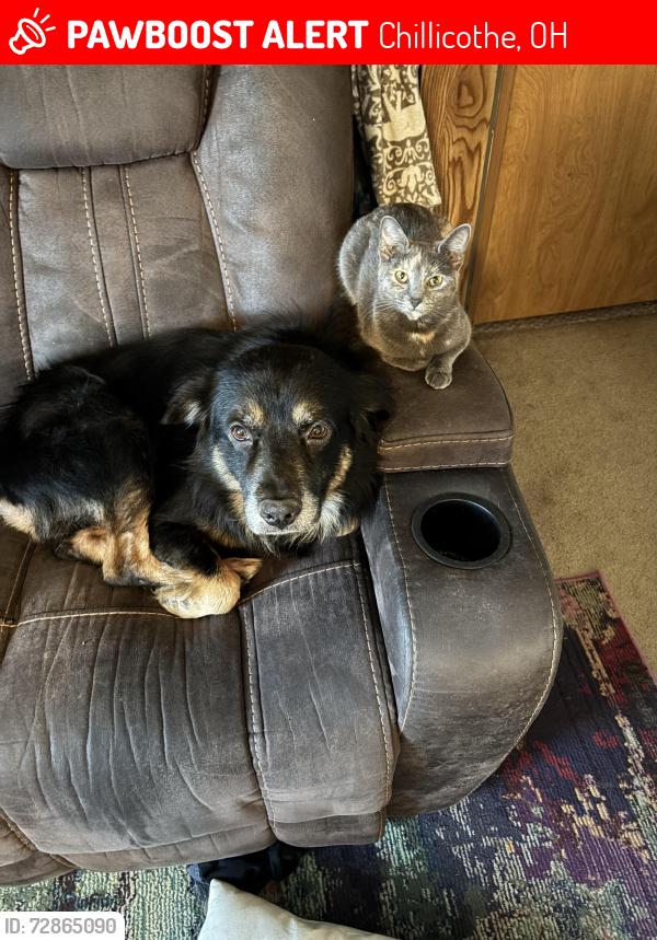 Lost Female Cat last seen N bridge street, Chillicothe, OH 45601