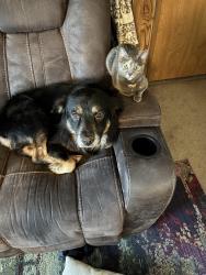 Lost Female Cat last seen N bridge street, Chillicothe, OH 45601