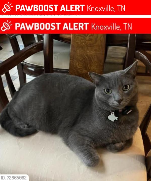 Lost Male Cat last seen Cherokee Bluff cndmniums, Cherokee Trail towards Edington and Candora Rds, Knoxville, TN 37920
