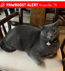 Lost Male Cat last seen Cherokee Bluff cndmniums, Cherokee Trail towards Edington and Candora Rds, Knoxville, TN 37920