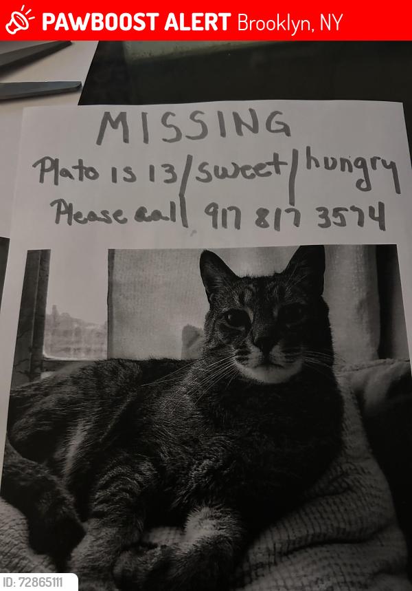 Lost Male Cat last seen President Street/7th Avenue, Brooklyn, NY 11215