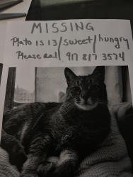 Lost Male Cat last seen President Street/7th Avenue, Brooklyn, NY 11215