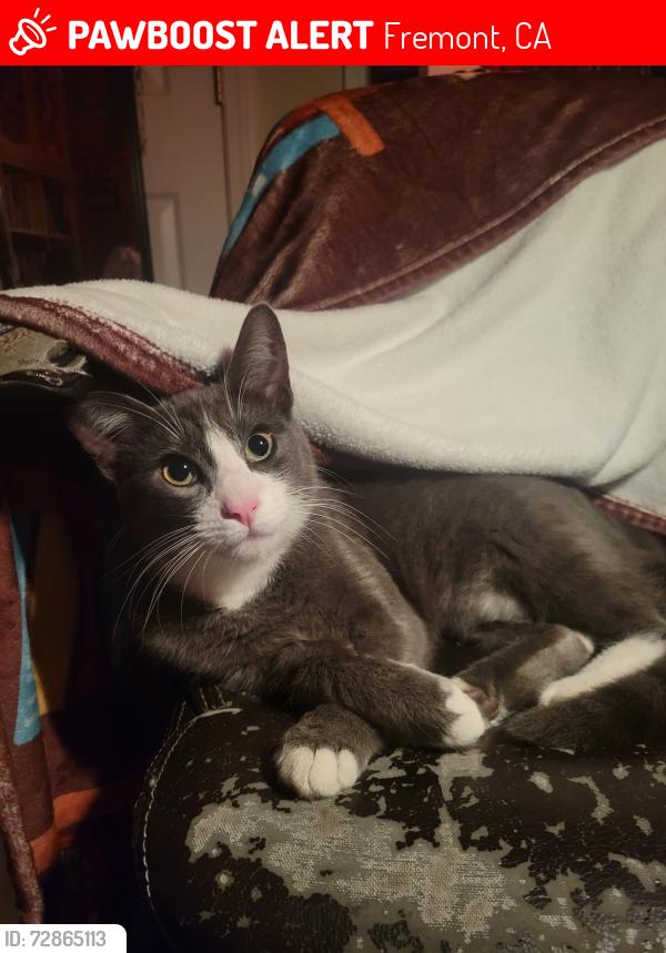 Lost Male Cat last seen Fremont blvd, Fremont, CA 94538