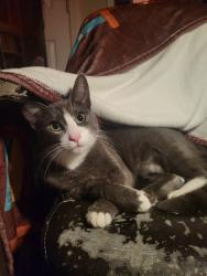 Lost Male Cat last seen Fremont blvd, Fremont, CA 94538