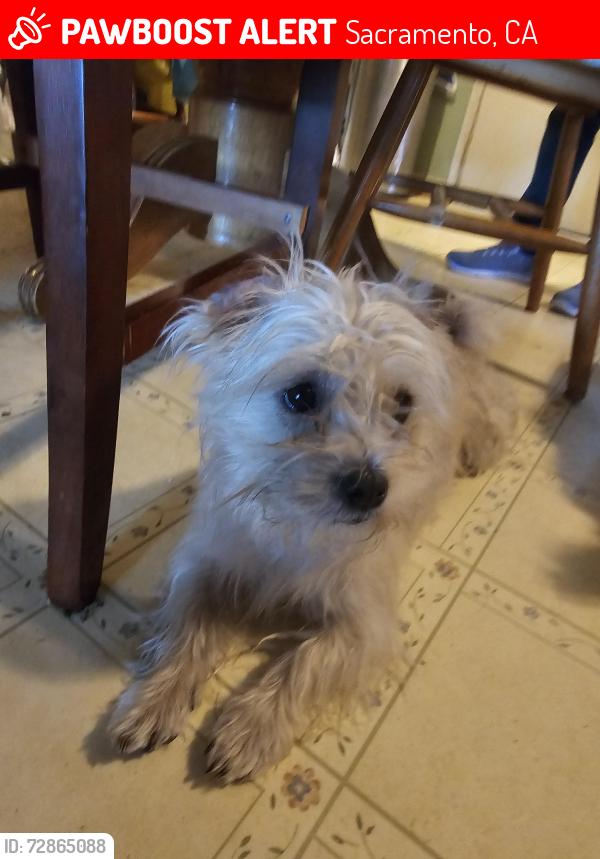 Lost Male Dog last seen Stockton Blvd &Florin Rd , Sacramento, CA 95822